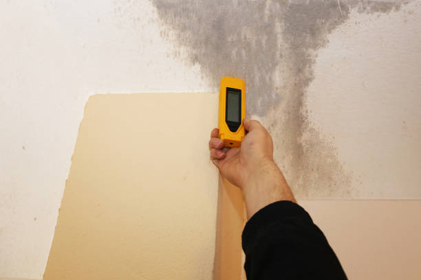 Environmental Consulting for Mold Prevention in Waverly, IL